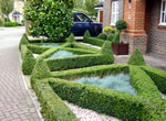 Surrey Garden Topiary Work